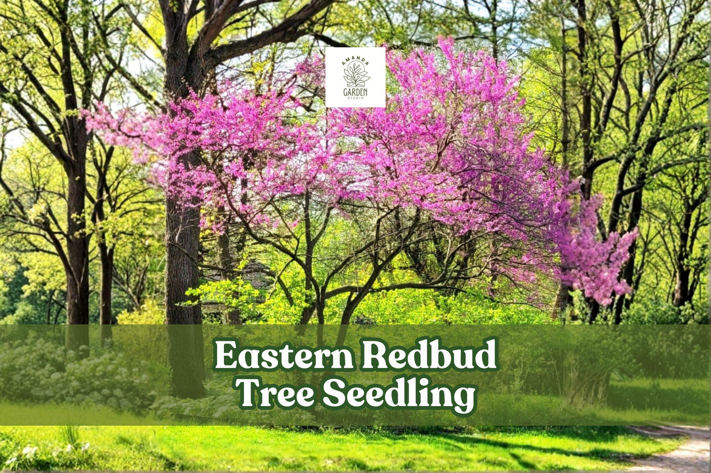 Eastern Redbud Tree Seedling | Pink Spring Flowers, Ornamental Shade Tree | Cercis canadensis, Live Deciduous Plant
