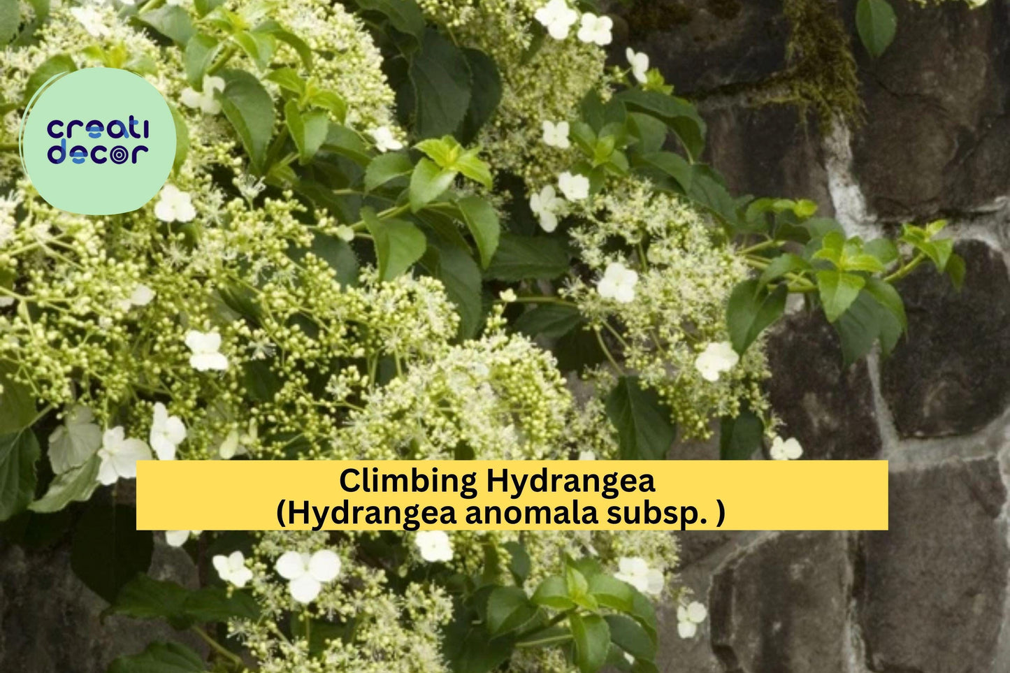 Climbing Hydrangea Vine – Hydrangea anomala petiolaris Live Plant with Fragrant White Blooms & Green Foliage for Shade Gardens Zones 5–9