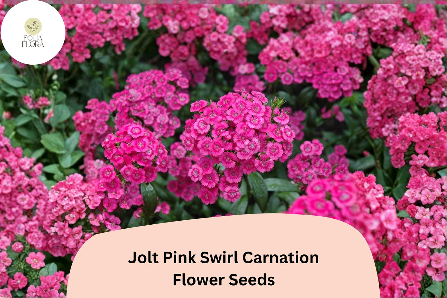 200+ Jolt Pink Swirl Carnation Seeds | Pink Swirled Double Blooms, Fragrant Hardy Perennial Dianthus for Garden Beds & Containers