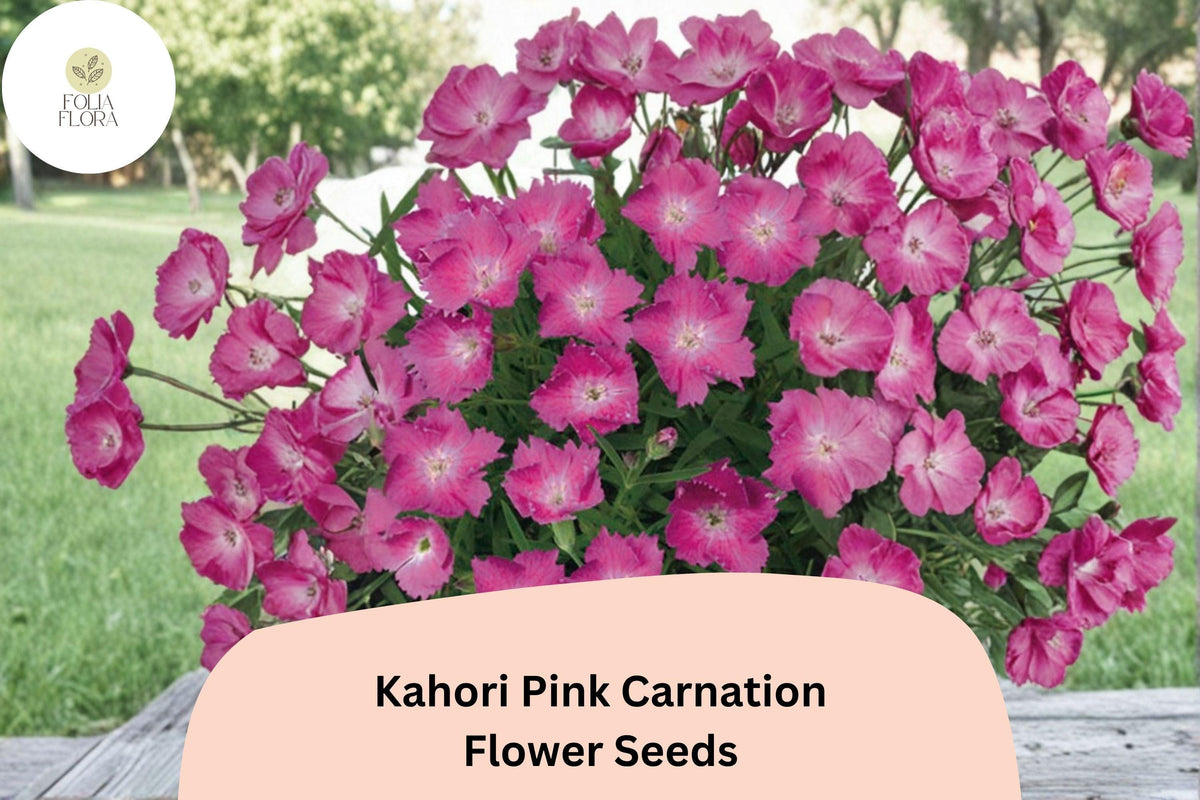 200+ Kahori Pink Carnation Seeds, Fragrant Pink Dianthus × hybrida Perennial for Borders, Containers, Rock Gardens