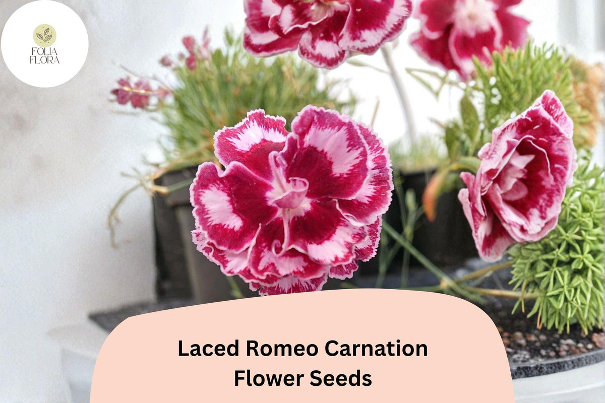 200+ Laced Romeo Carnation Seeds | Dianthus caryophyllus | Frilled Red & White Blooms for Garden Borders & Cut Flowers