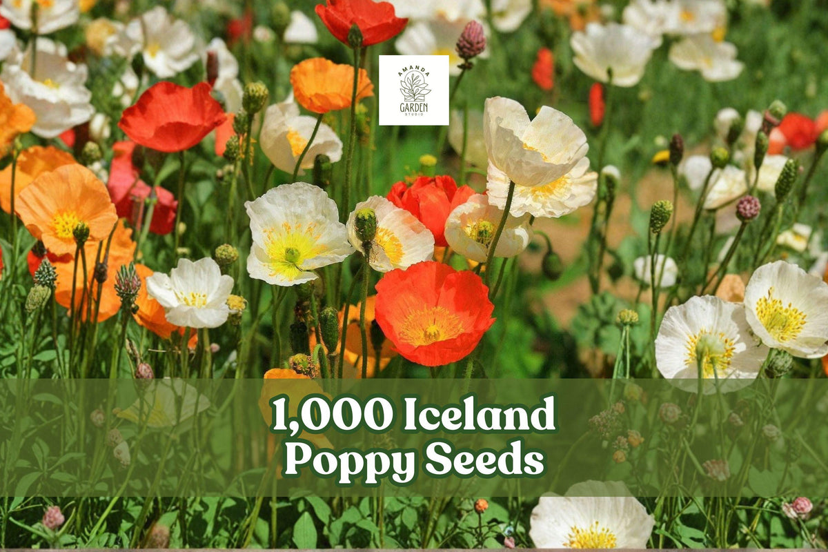 Iceland Poppy Seeds 1,000 Pack | Papaver nudicaule Wildflower Mix for Borders & Meadows