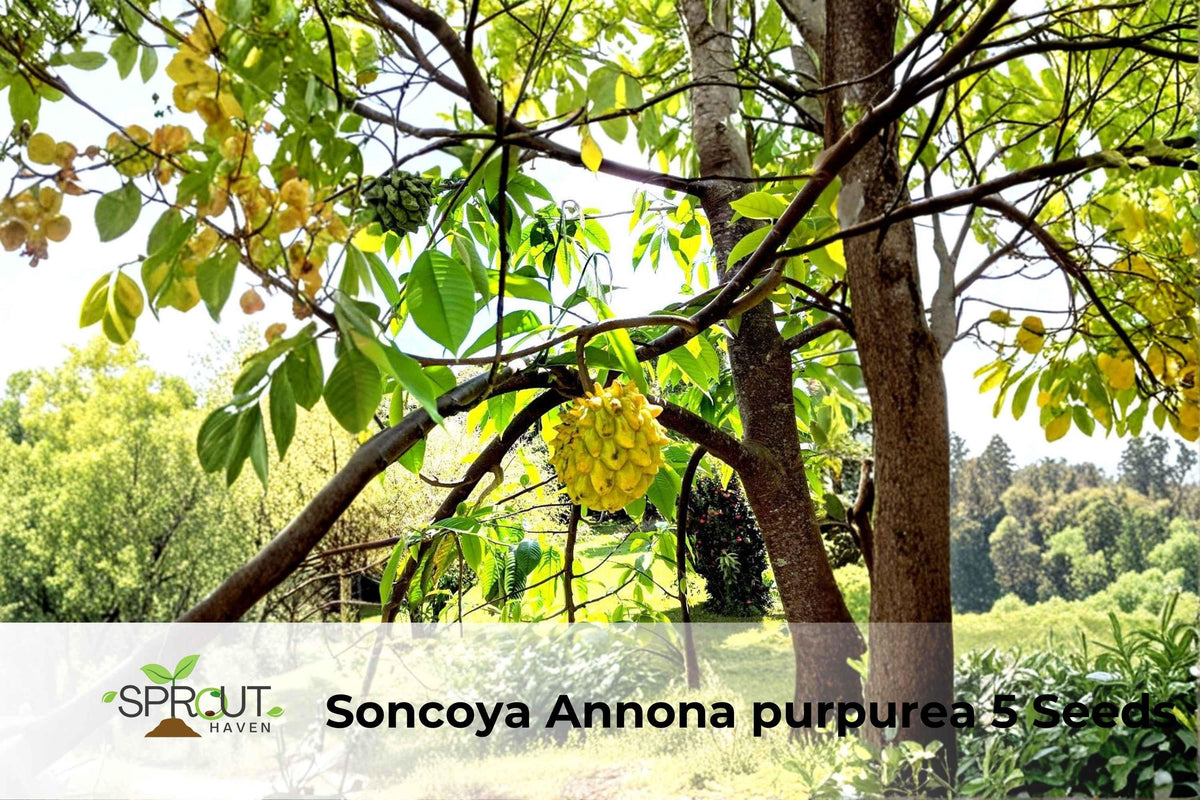 Soncoya Tree Seeds | Ornamental Tropical Plant | Annona purpurea | Exotic Foliage & Round Fruit
