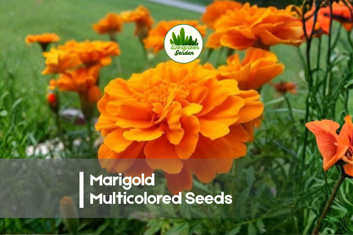 1200 Marigold Seeds, Multicolored, Bright Blooms, Annual, Garden Flowers, Pollinator Friendly, Full Sun, Well-Drained Soil