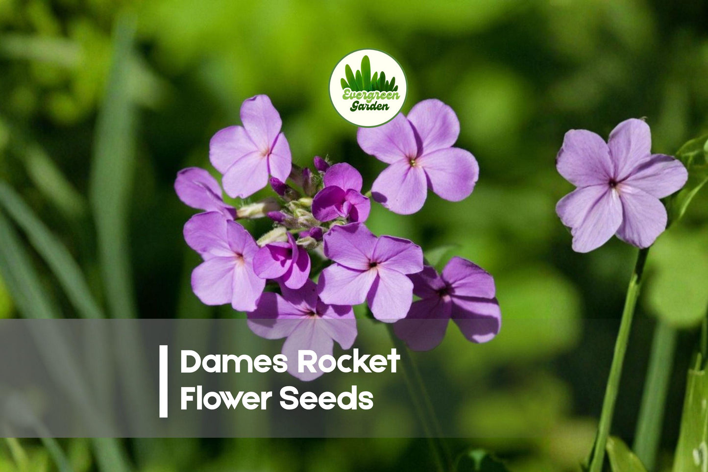 500 Dames Rocket Flower Seeds - Hesperis matronalis, Fragrant Purple, Pink & White Blooms, Pollinator Friendly, Easy to Grow