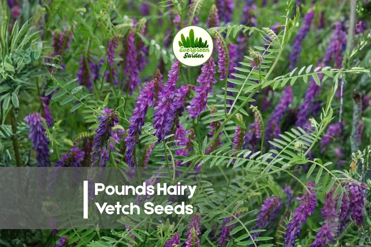 5 Pounds Hairy Vetch Seeds | Nitrogen-Fixing Cover Crop for Soil Improvement & Erosion Control | Vicia villosa
