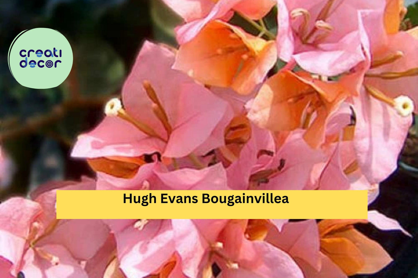 Bougainvillea ‘Hugh Evans’ Live Starter Plug Plant – Bright Pink Flowering Tropical Vine for Garden, Patio, Hanging Basket
