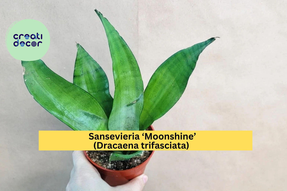 Sansevieria Moonshine Live Snake Plant in 4" Pot – Dracaena trifasciata, Easy-Care Indoor Houseplant for Home & Office