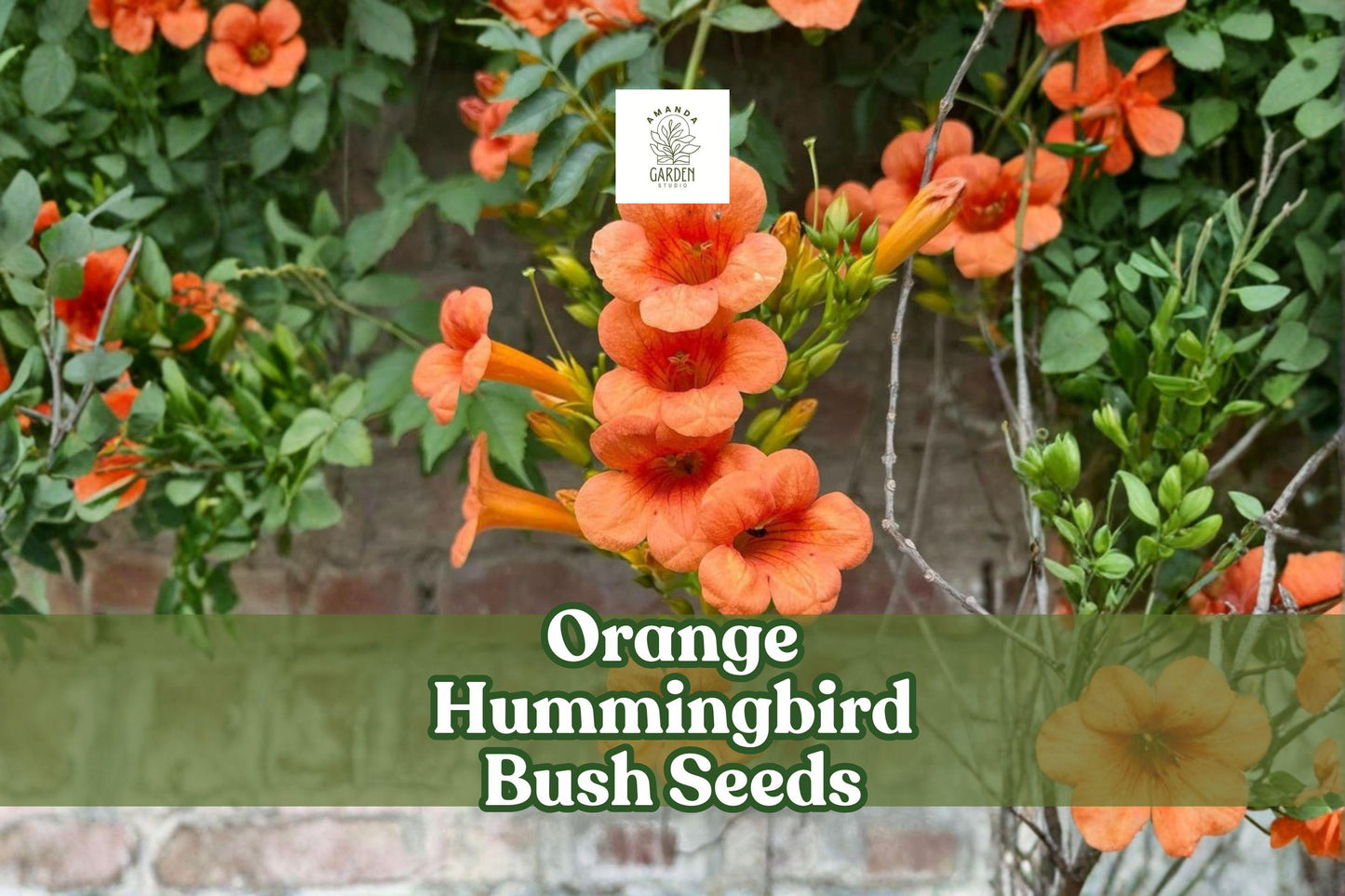 Orange Hummingbird Bush Seeds | Hamelia Patens Tropical Ornamental Shrub with Bright Orange Flowers (25 Seeds)