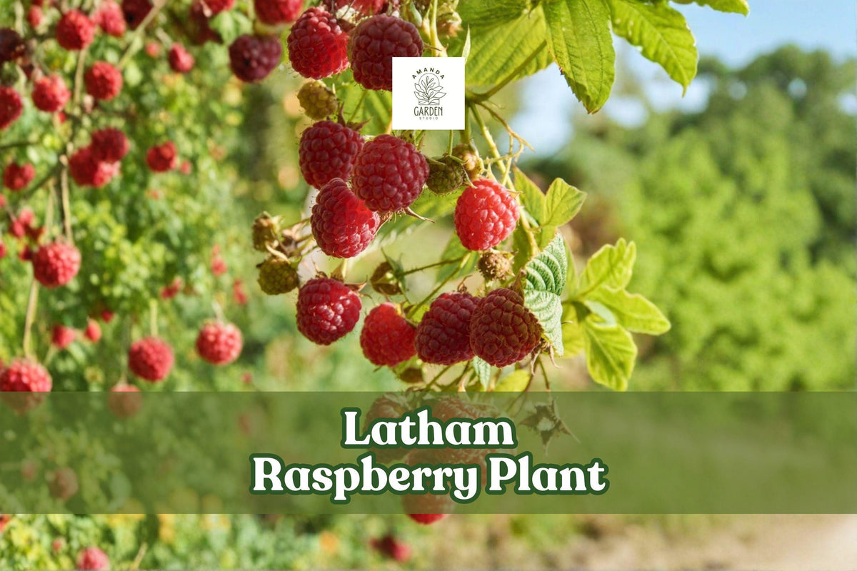Latham Raspberry Plant Live Red Raspberry Bush Rubus idaeus ‘Latham’ Fruiting Shrub