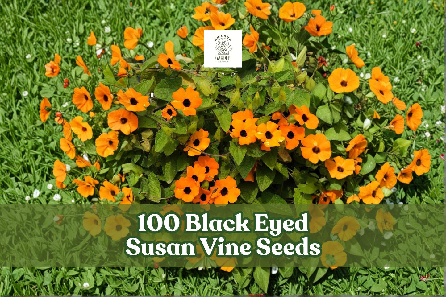 Black Eyed Susan Vine Seeds, Thunbergia alata, Climbing Flower Seeds, Yellow Orange Cream Blooms, Fast-Growing Vine, Garden Trellis