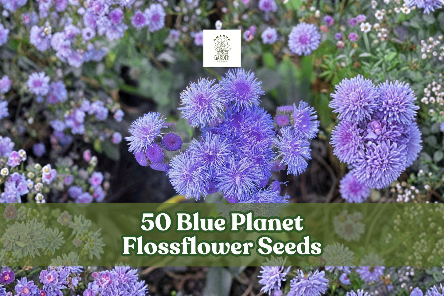 Blue Planet Flossflower Seeds - Ageratum houstonianum, Blue Fluffy Blooms, Compact Annual for Borders & Containers, 50 Seeds