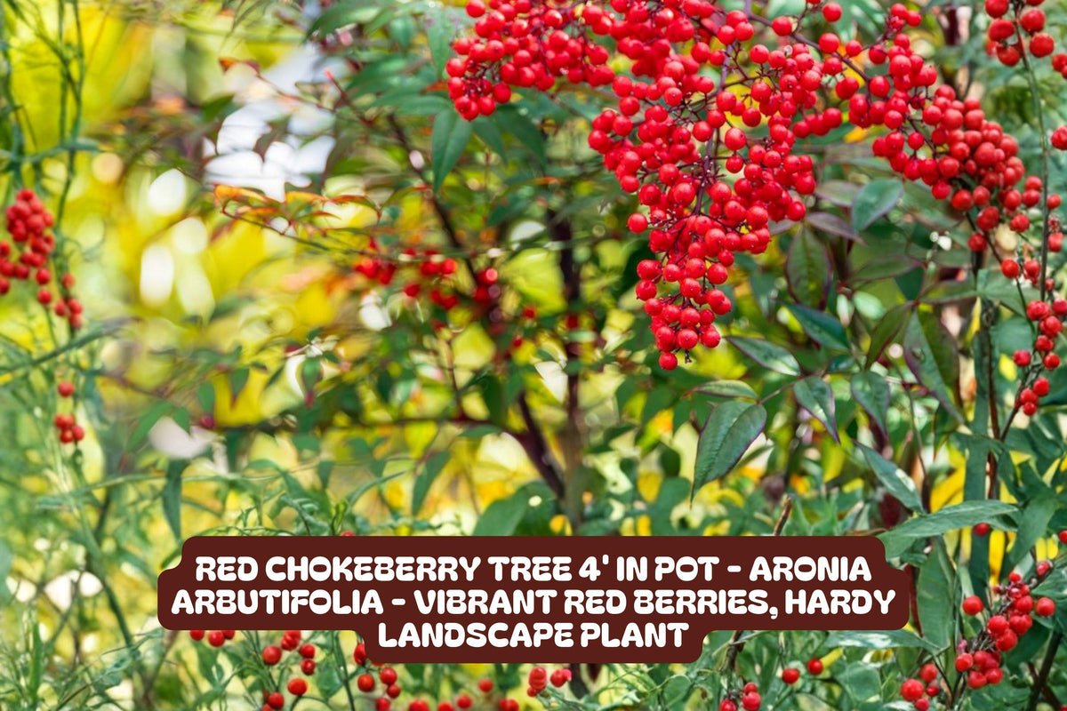 Red Chokeberry Tree in Pot, Aronia arbutifolia, Vibrant Red Berries, Hardy Landscape Shrub, Ornamental Bush for Garden and Hedges