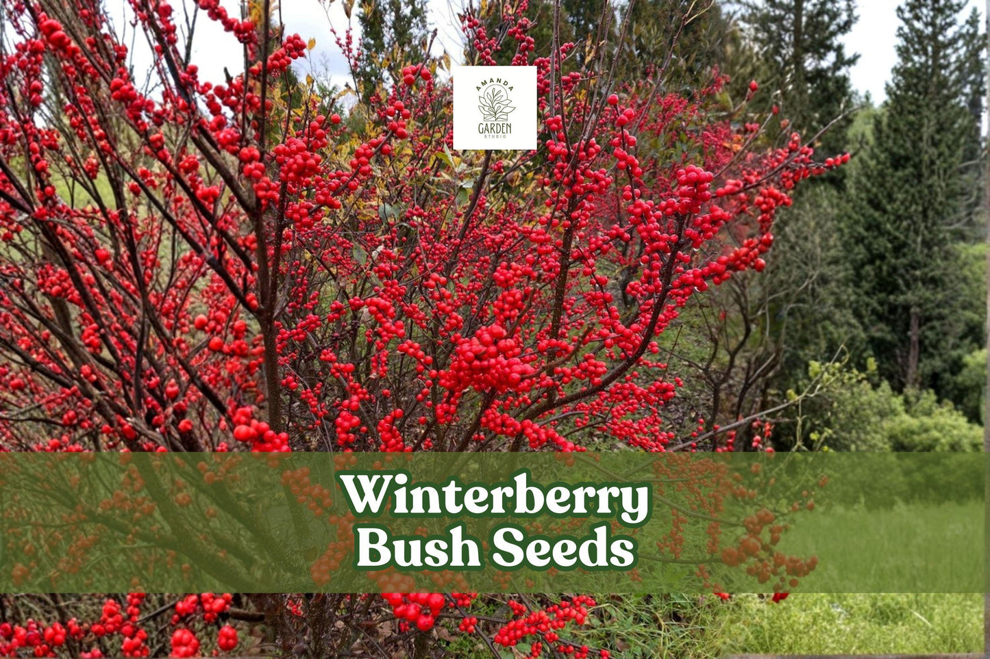 Winterberry Bush Seeds 50 Pack | Ilex verticillata Bright Red Berries | Ornamental Shrub for Gardens