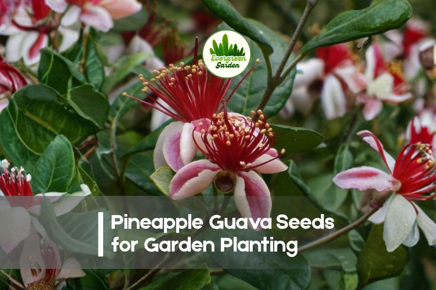 50+ Pineapple Guava Seeds, Feijoa sellowiana, Tropical Evergreen Fruit Shrub, Edible Flowers, Drought Tolerant, Container Garden