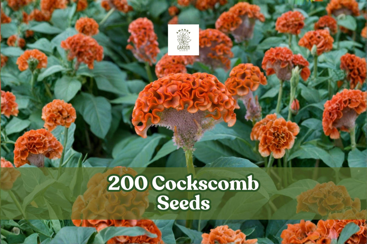 200 Cockscomb Seeds Celosia cristata Vibrant Garden Flower, Non-GMO USA-Grown, Bright Colors for Beds & Containers