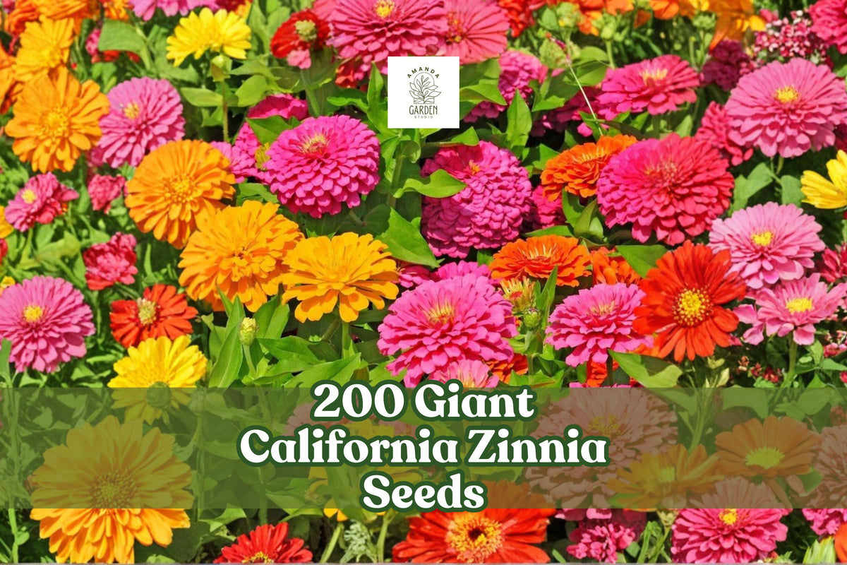 Giant California Zinnia Seeds 200 Pack | Zinnia elegans Large Bloom Garden Flower | Non-GMO, Vibrant Colors