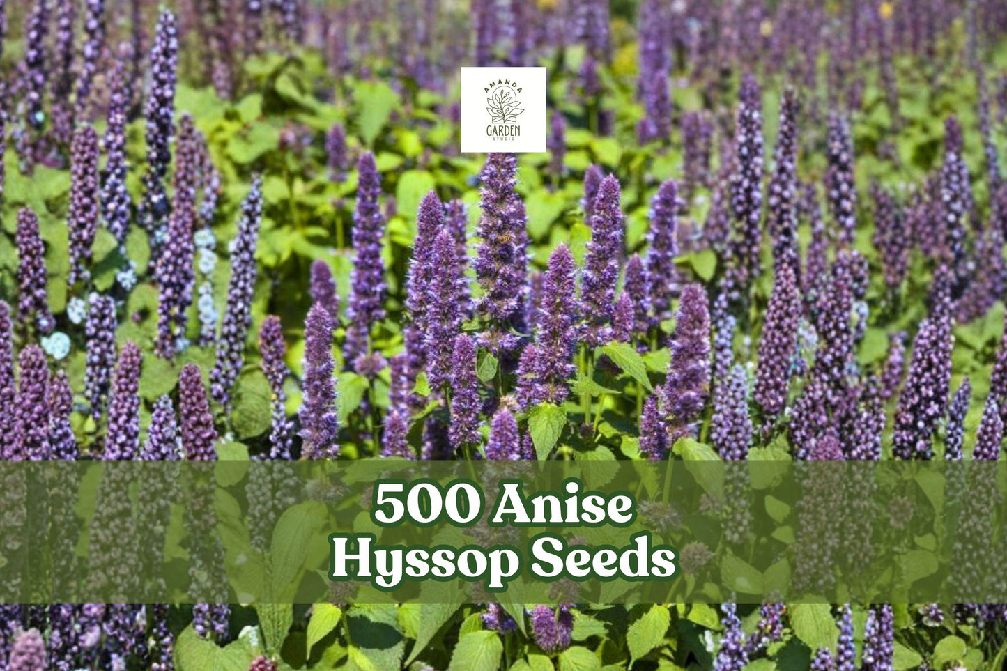 500 Anise Hyssop Seeds Agastache foeniculum Perennial Wildflower Lavender Purple Fragrant Pollinator Garden
