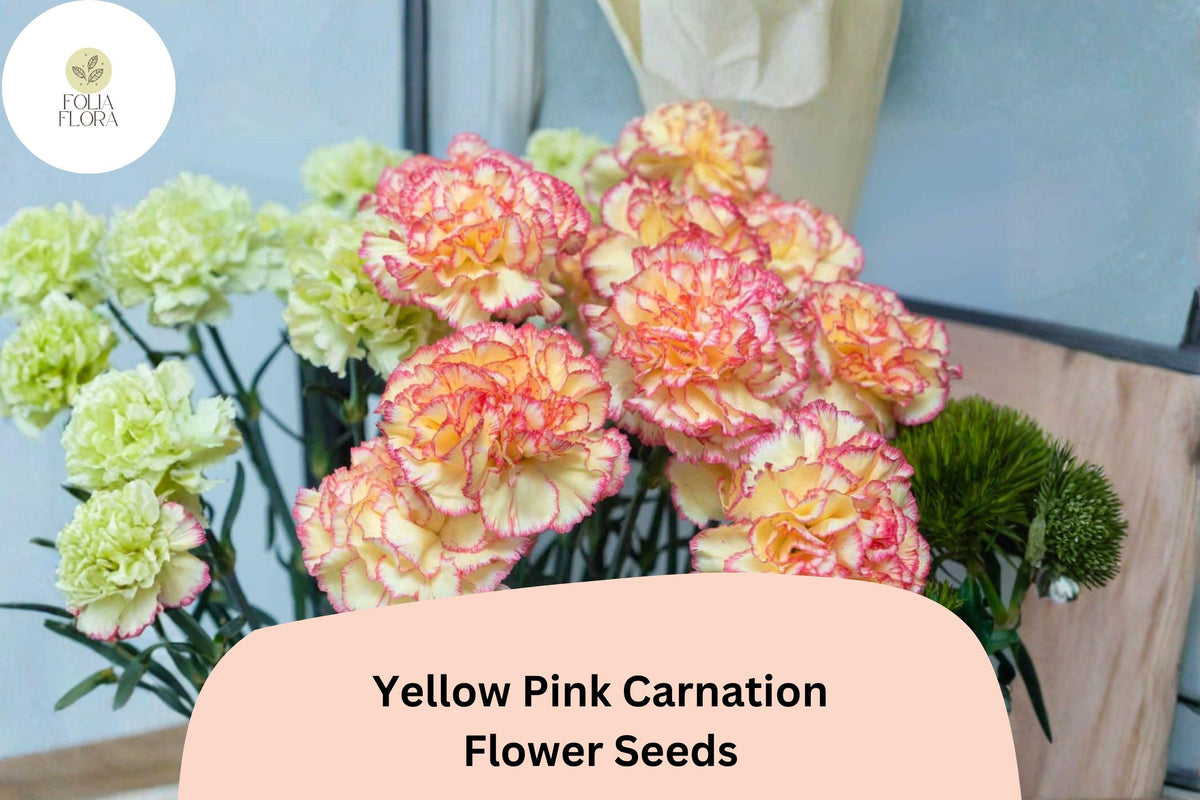 Yellow Pink Carnation Seeds – Dianthus caryophyllus Bicolor Blooms for Garden, Borders, and Cut Flowers