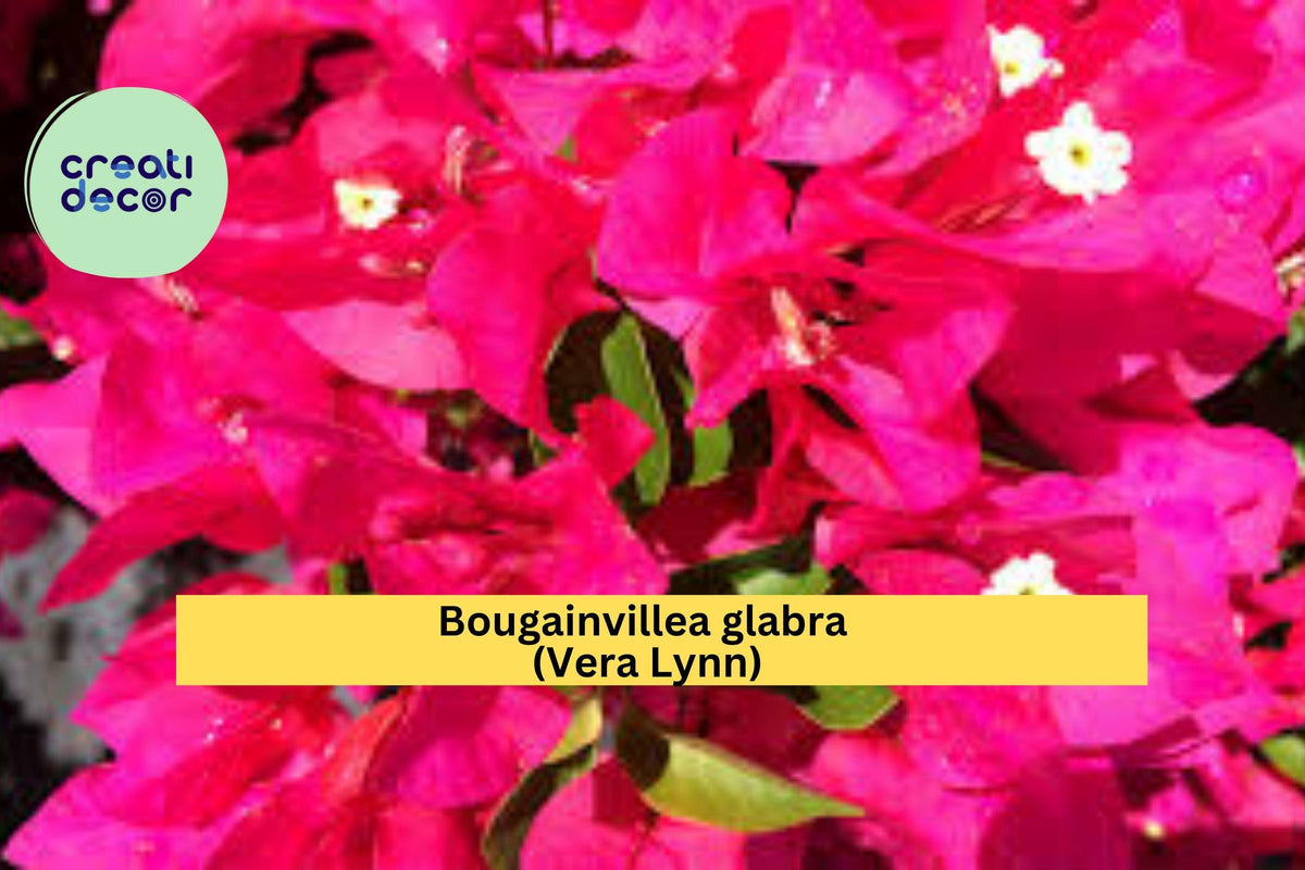 Vera Lynn Bougainvillea Live Starter Plug Plant – Tropical Flowering Vine with Purple-Pink Bracts, Bougainvillea glabra