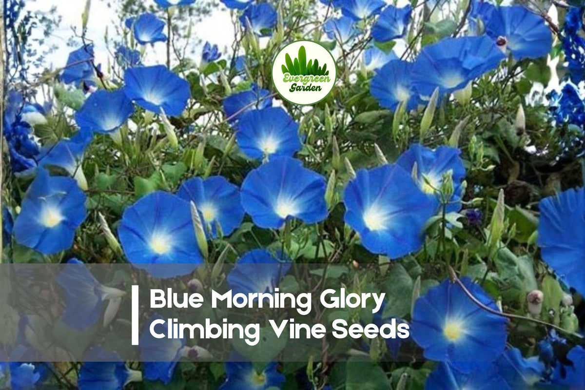 300 Blue Morning Glory Climbing Vine Seeds, Ipomoea tricolor, Vibrant Blue Flowers for Trellises & Fences