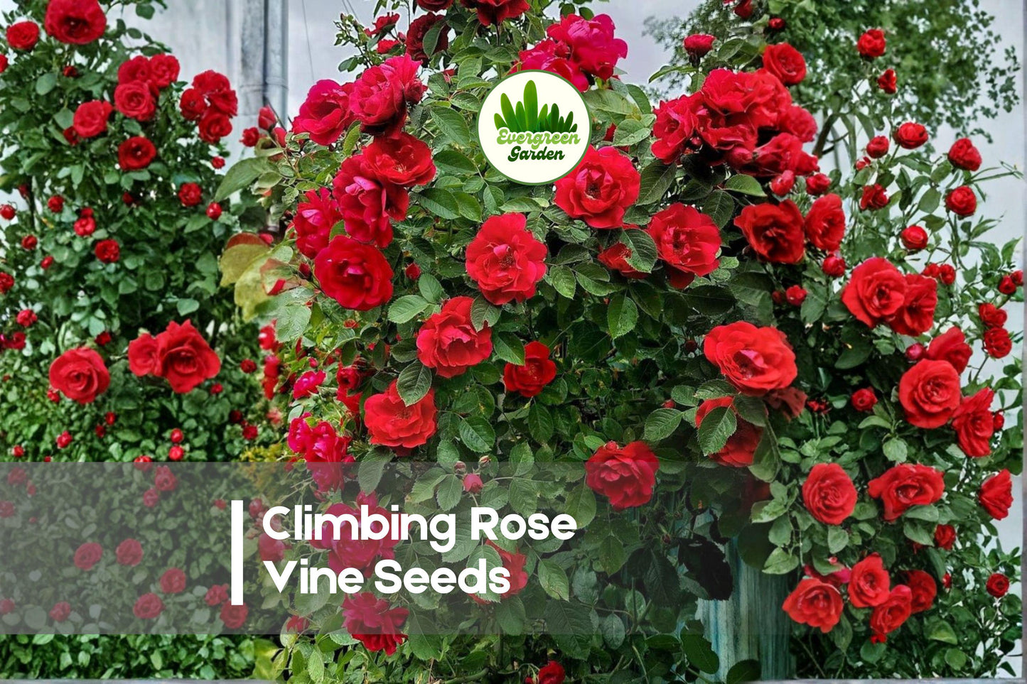 Climbing Rose Vine Seeds, Rosa spp., Flowering Garden Plant for Trellises, Arches & Fences, 50 Seeds