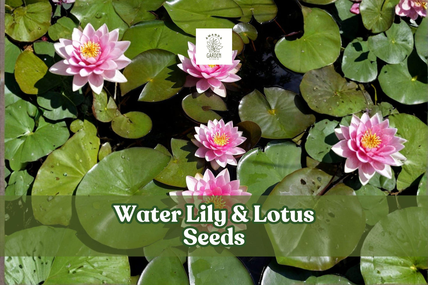 10 Water Lily and Lotus Seeds – Aquatic Flower Plants for Ponds, Water Gardens, and Container Gardens, Nymphaea & Nelumbo