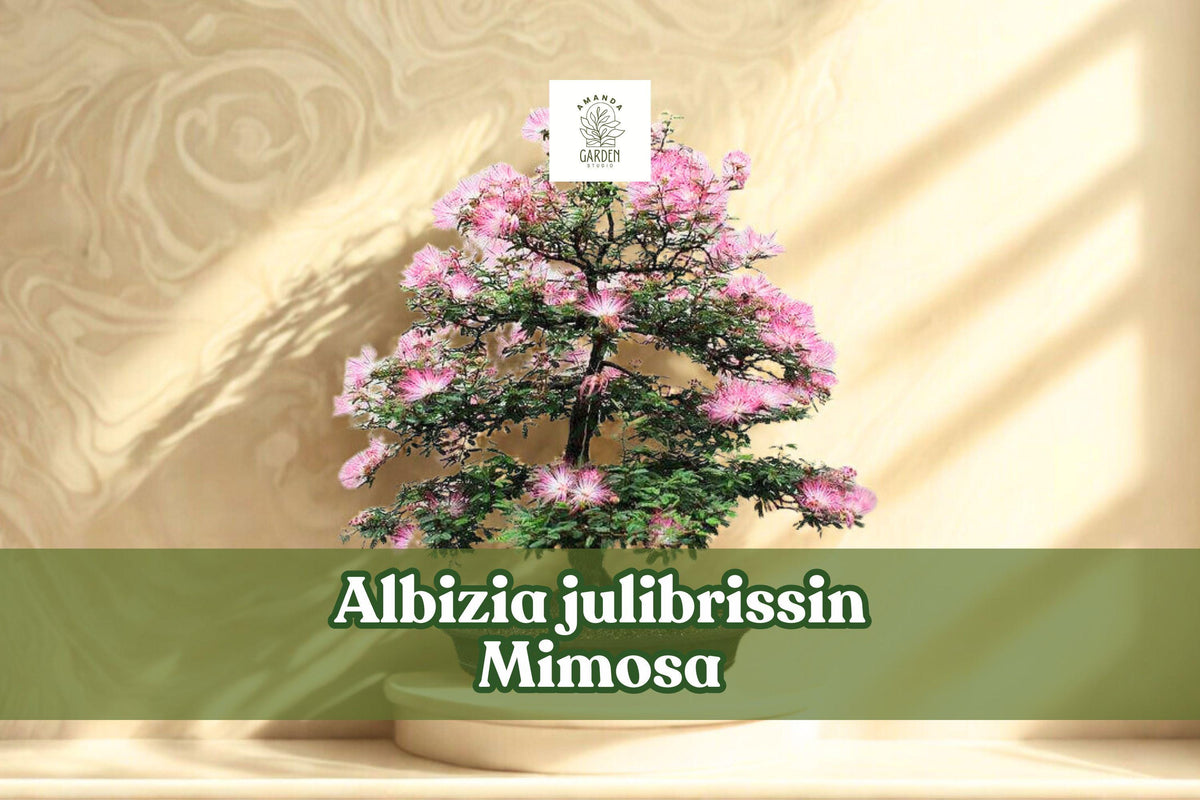 20 Albizia julibrissin Seeds | Pink Silk Tree Ornamental Flowering Tree | Mimosa / Persian Silk Tree Botanical Seeds