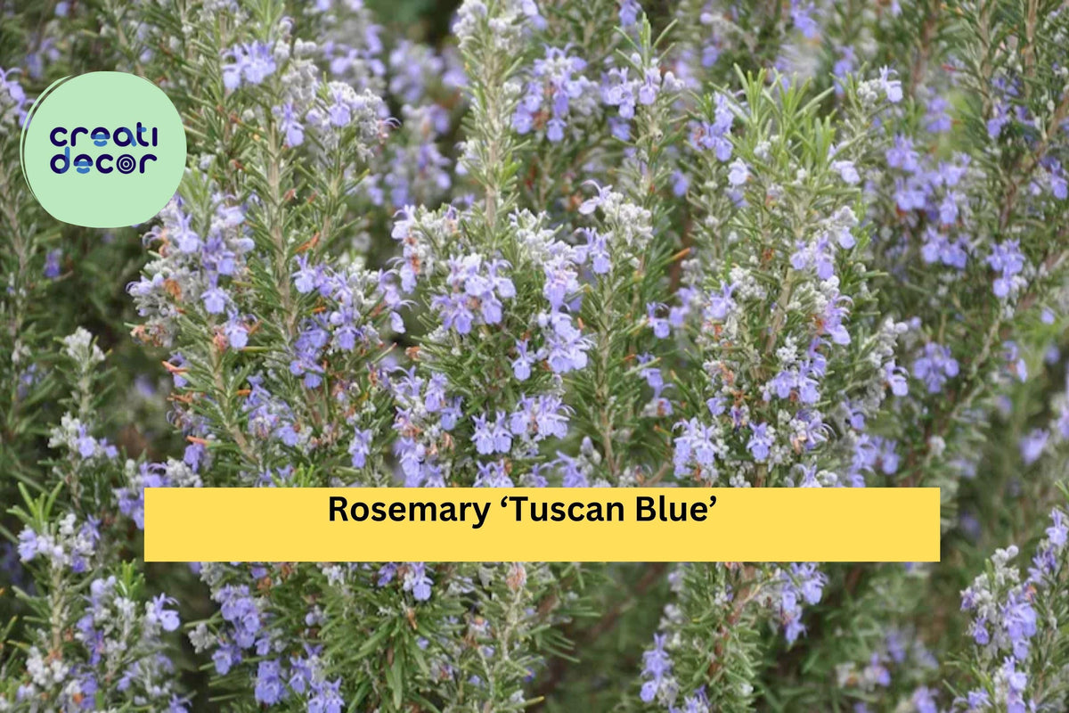 Organic Rosemary ‘Tuscan Blue’ Live Starter Plant – Aromatic Evergreen Herb for Culinary, Pots & Garden, Rosmarinus officinalis