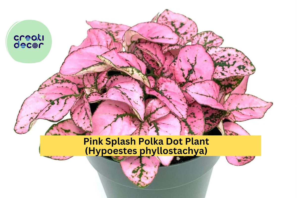 Hypoestes Pink Splash Live Plant – 2.5” Potted Polka Dot Plant with Pink and Green Leaves, Indoor Houseplant, Tropical Foliage
