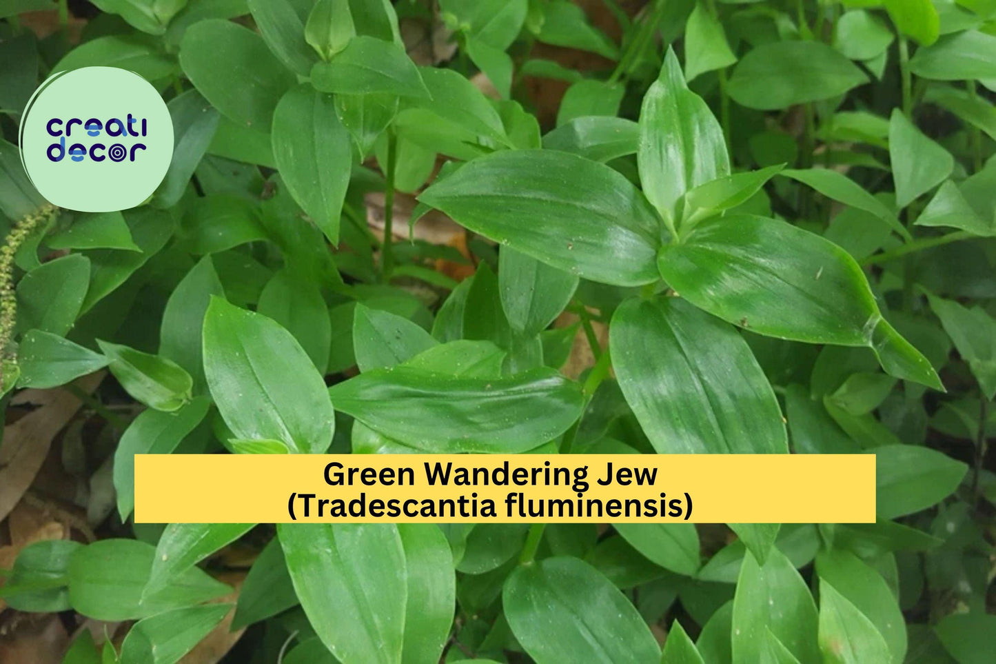 Live Rooted Green Wandering Jew Plant – Trailing Tradescantia fluminensis for Hanging Baskets & Terrariums