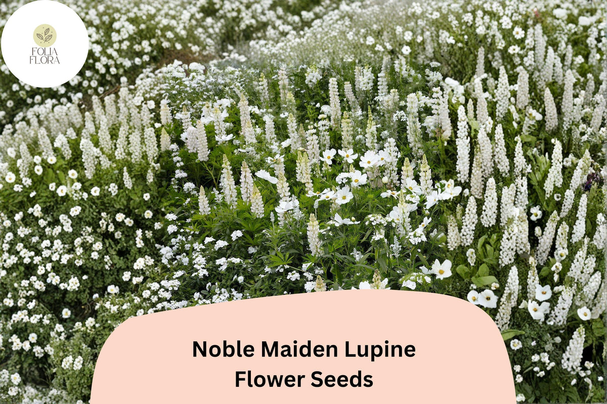 25+ Noble Maiden Lupine Seeds | White Lupinus for Garden Borders & Pollinator Attracting Plants