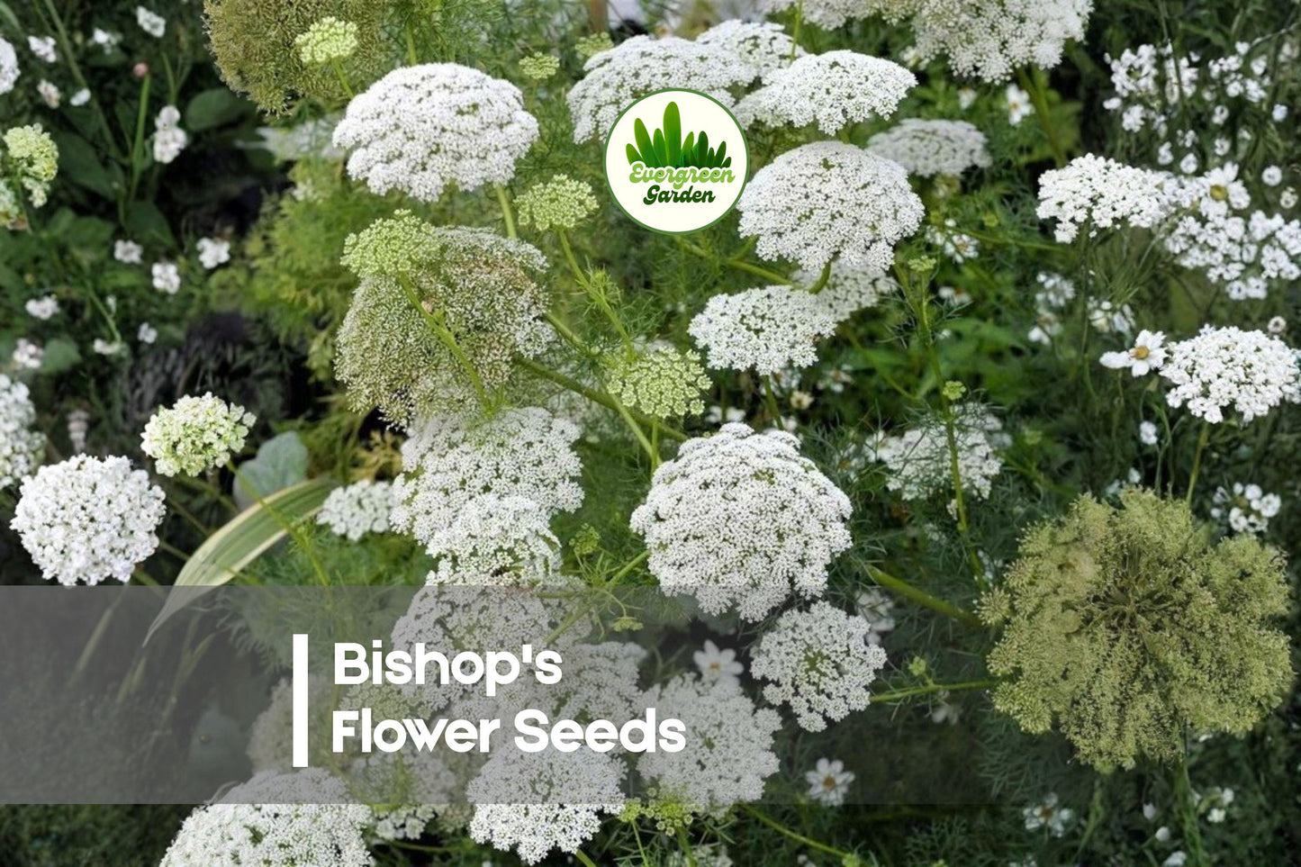 100 Bishop's Flower Seeds, Orlaya grandiflora, White Lace-like Blooms, Annual for Gardens, Borders, Cut Flowers