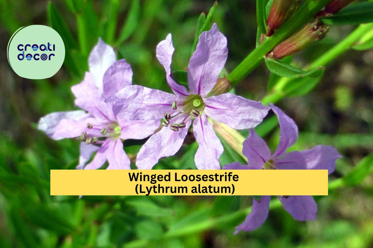 Winged Loosestrife Seeds 3000 Non-GMO Native Wildflower Lythrum alatum Pollinator-Friendly Wetland Meadow Plant
