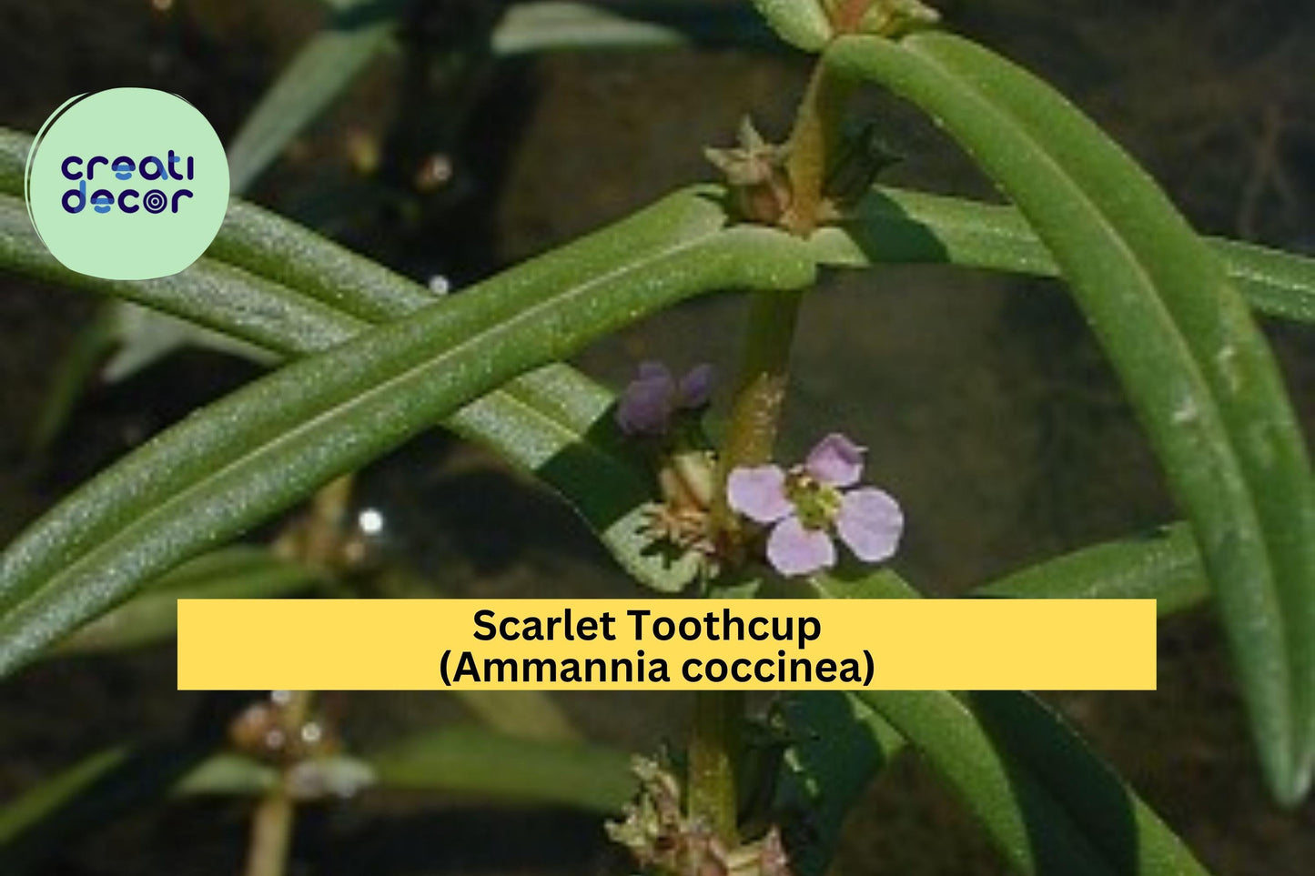 Scarlet Toothcup Seeds 1000 Ammannia coccinea Native Wetland Wildflower for Pond Edges & Rain Gardens