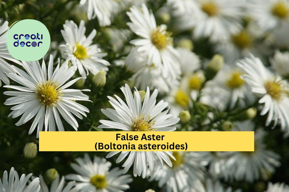 False Aster Seeds – 500 Native Perennial Seeds for Pollinator Gardens, Wildflower Meadows, Cut Flowers | Boltonia asteroides