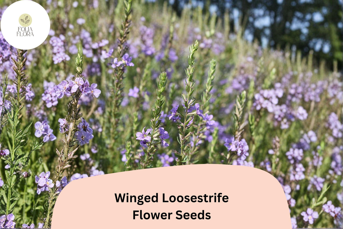 3000 Winged Loosestrife Seeds | Lythrum alatum Native Wildflower with Purple Blooms for Pollinator Gardens