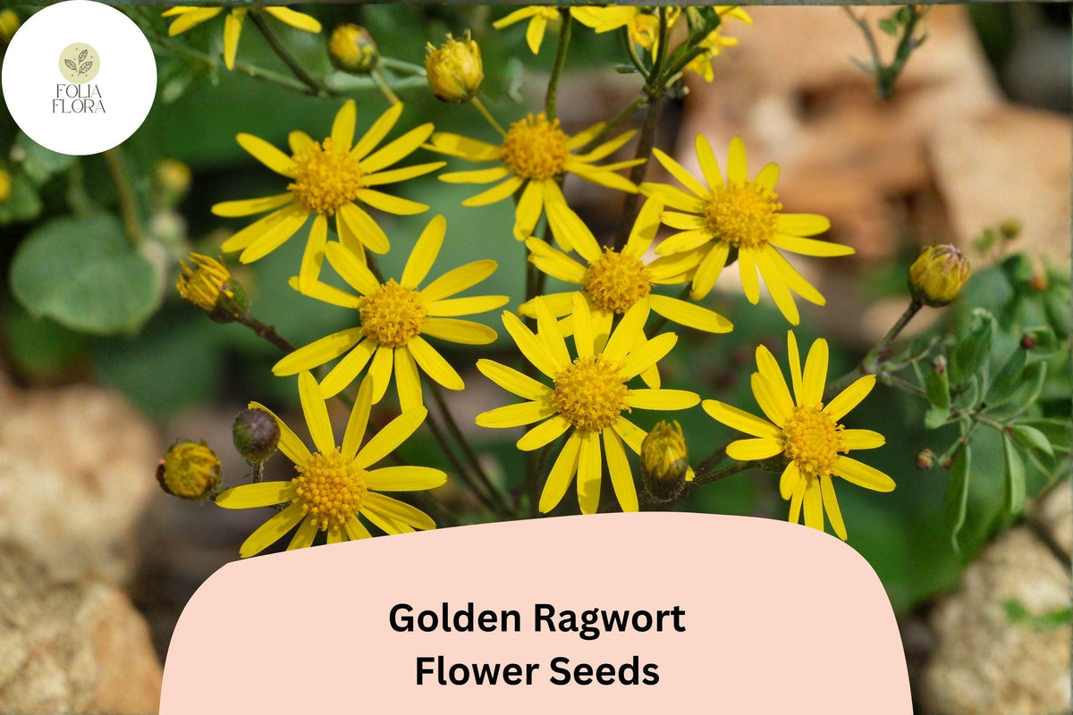 100 Golden Ragwort Seeds Packera aurea Native Yellow Wildflower Perennial for Shade Pollinator Gardens