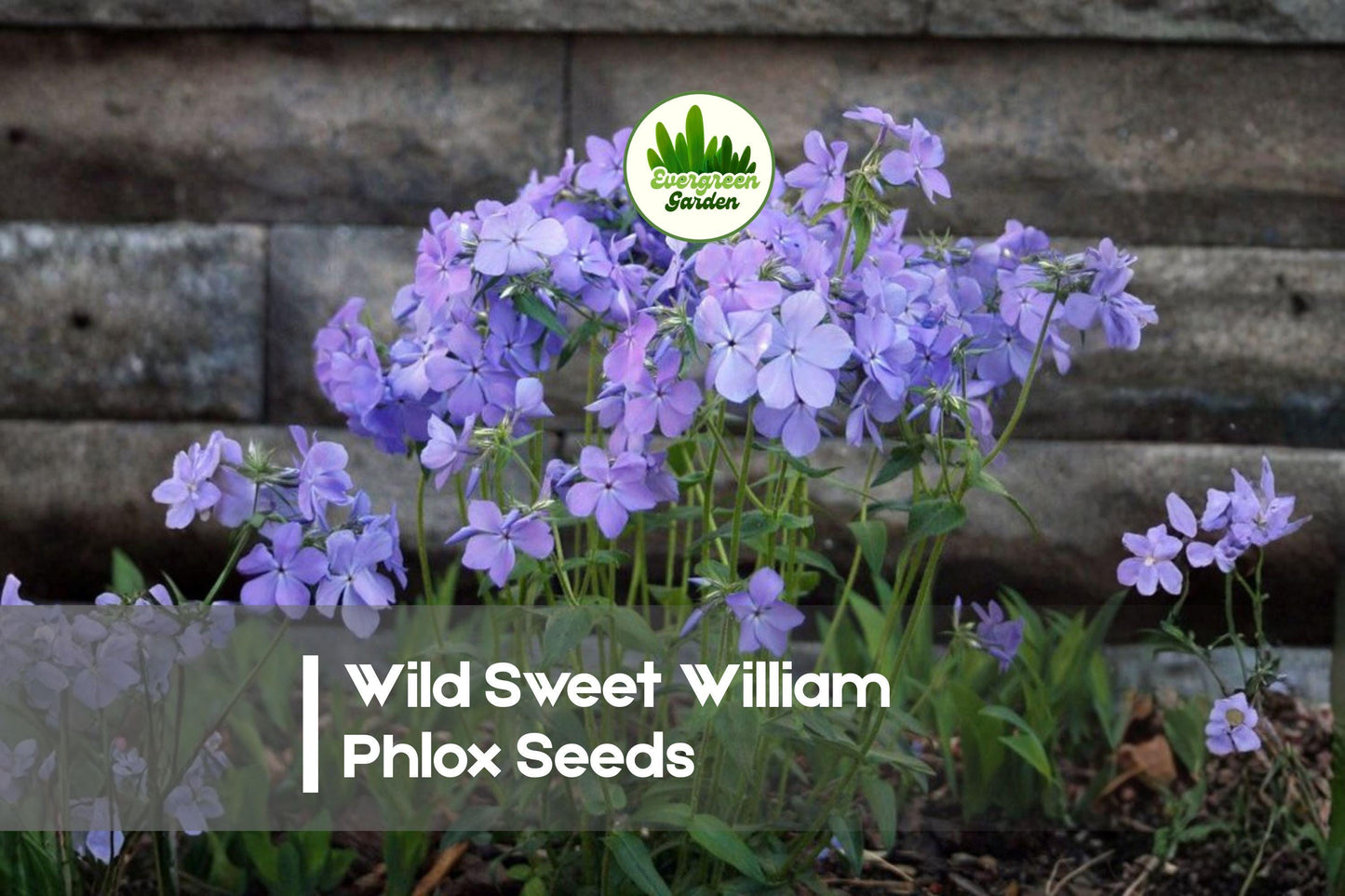 Wild Sweet William Phlox Seeds – 100+ Pink, Purple & White Flowering Perennial – Phlox maculata for Gardens, Borders & Pollinators