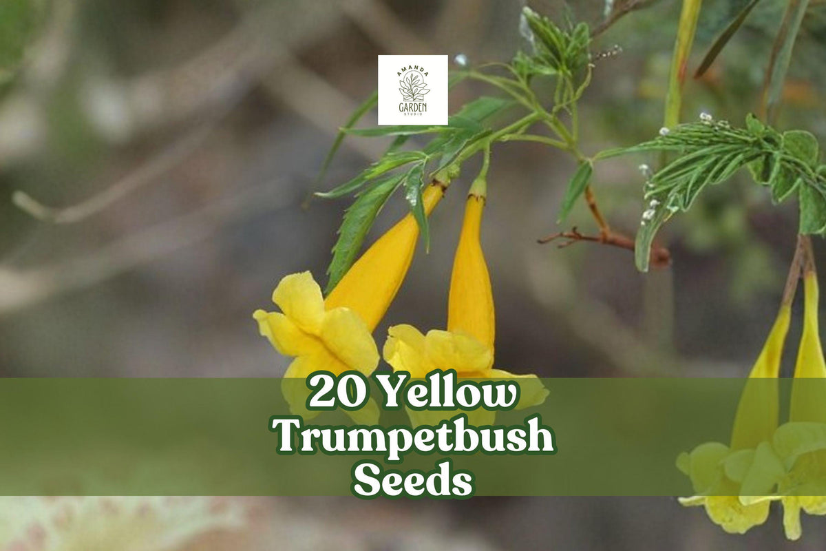 20 Yellow Trumpetbush Seeds | Tecoma stans Bright Yellow Flowering Shrub | Ornamental Tropical Plant