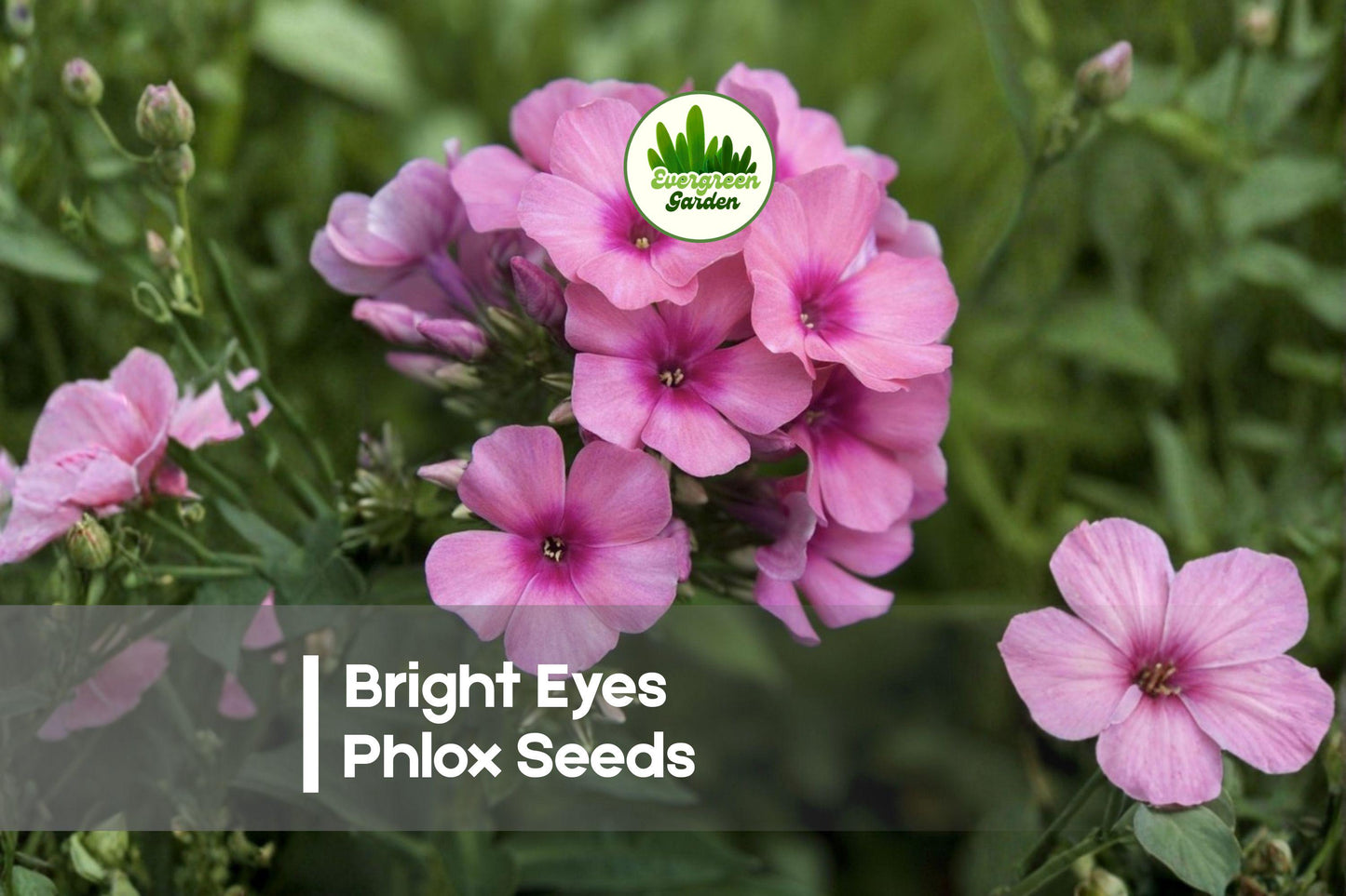 Bright Eyes Phlox Seeds, Pink Blooms, Phlox paniculata, Perennial Flower for Borders & Cottage Gardens