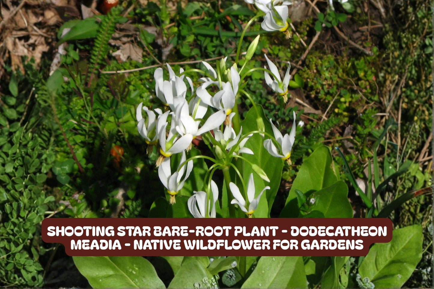 Shooting Star Bare-Root Plant Dodecatheon meadia Native Wildflower for Gardens, Pollinator Attracting Perennial