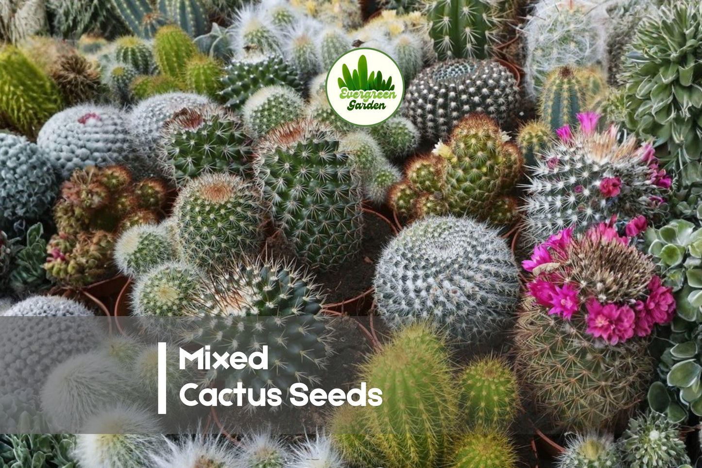 Mixed Cactus Seeds Pack - 100 Varieties for Indoor & Outdoor Growing, Drought-Tolerant Succulents, Perfect for Collectors & Mini Desert Gardens