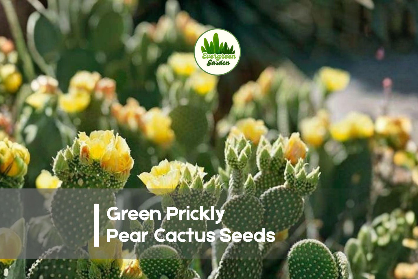 50 Green Prickly Pear Cactus Seeds, Opuntia spp., Drought-Tolerant, Indoor & Outdoor, Desert Garden, Pot Cultivation