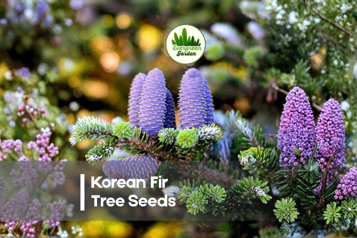 20 Korean Fir Tree Seeds - Abies koreana Evergreen Conifer with Blue-Purple Cones for Landscaping and Collectors