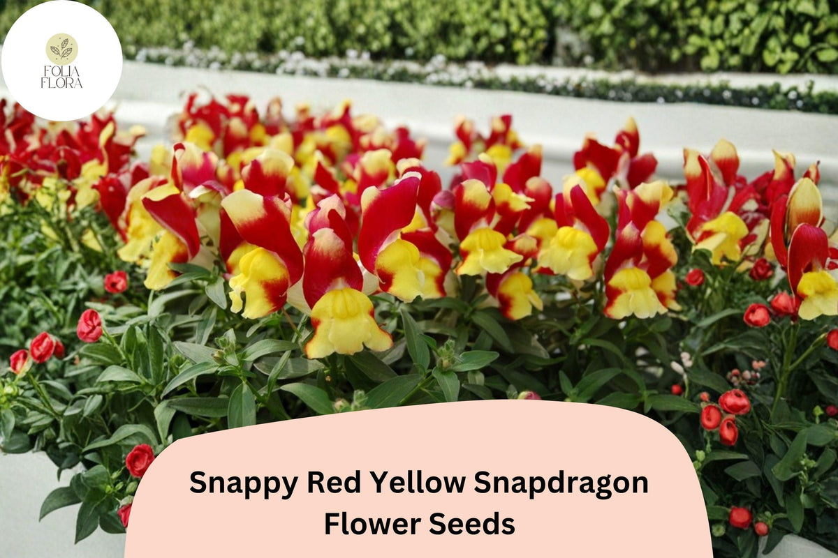 Snapdragon Seeds 1000+ Snappy Red Yellow Antirrhinum majus Bicolor Garden Flowers for Beds & Pots