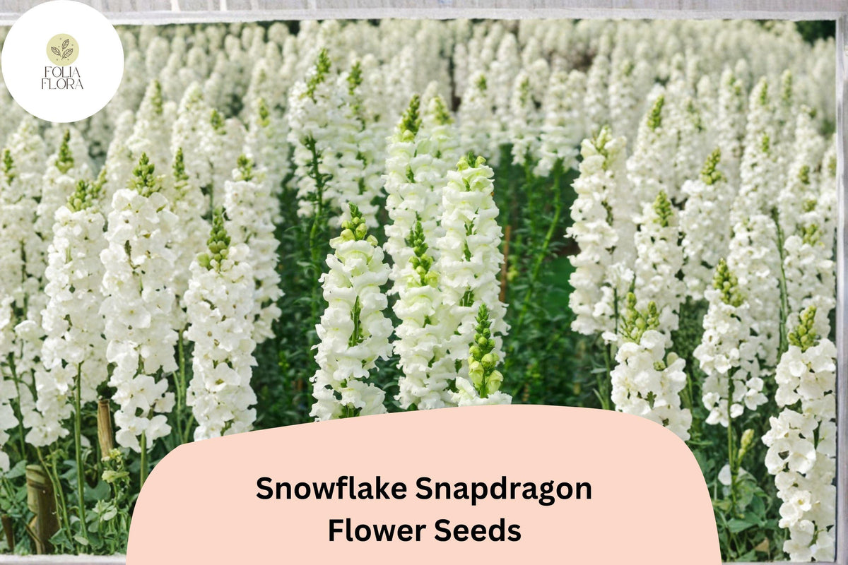 1000+ Snowflake Snapdragon Seeds | Antirrhinum majus | White Garden Flowers for Borders, Pots & Beds