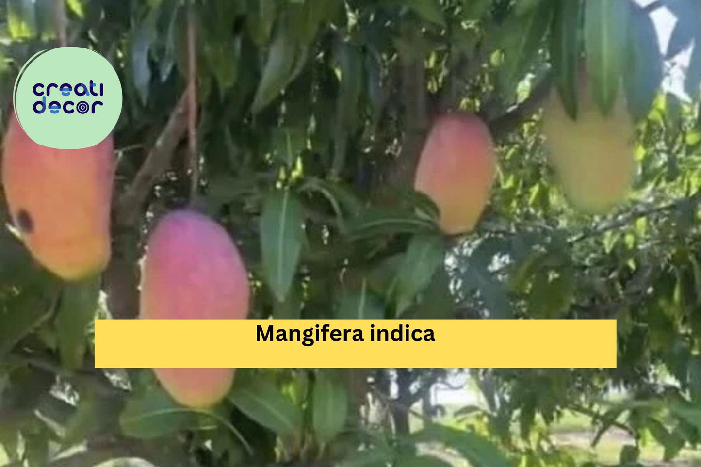 Live Mango Tree Seedling – 9–12 Inch Tropical Fruit Tree in Pot, Mangifera Indica, Easy-Grow Patio or Garden Plant for Zones 9–11