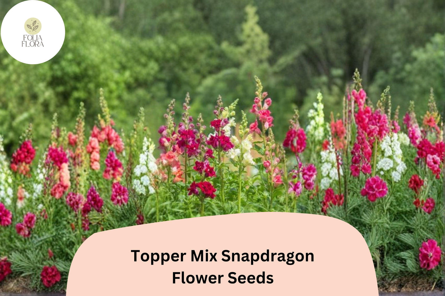 1000+ Snapdragon Seeds | Topper Mix Antirrhinum majus | Tall Colorful Blooms for Borders & Cut Flowers