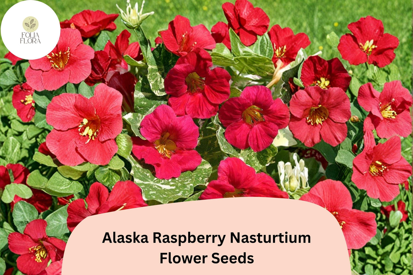 Alaska Raspberry Nasturtium Seeds | Tropaeolum majus | Bright Raspberry Flowers & Variegated Foliage | Pollinator-Friendly Annual